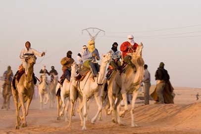 Camel Desert Algeria Race Picture