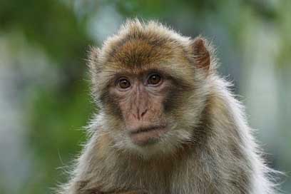 Barbary-Ape Pavia-Like Primates Old-World-Monkey Picture