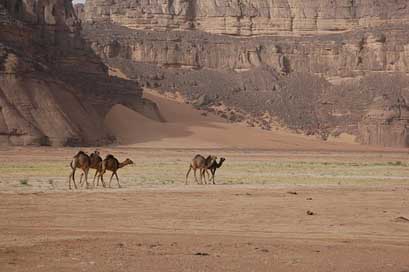 Algeria Camels Desert Sahara Picture