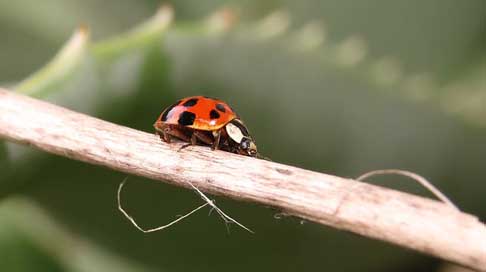 Insect Coccinellidae Beetle Nature Picture