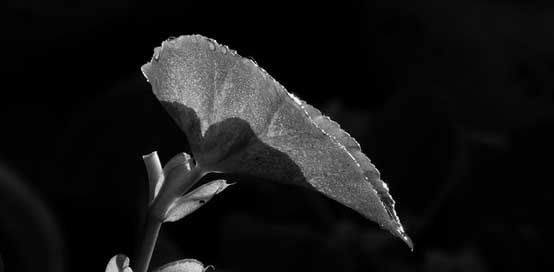 Black-And-White Garden Nature Leaf Picture
