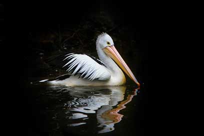 Pelican Water Sea-Birds Bird Picture