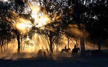 Cowboys Silhouettes Sunset Riding Picture