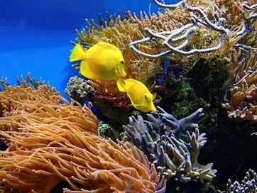 Coral Aquarium Underwater Fish Picture