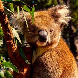 Koala Macro Wildlife Animal Picture