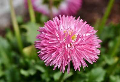 Aster Bloom Blossom China-Aster Picture