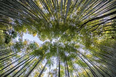 Bamboo Green Nature Forest Picture