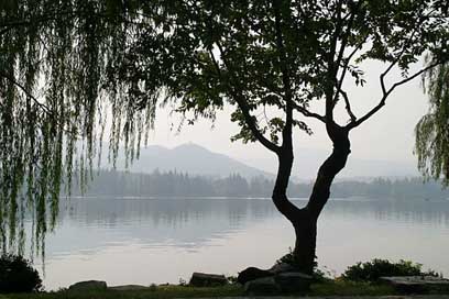 China Leaves Weeping-Willow Tree Picture
