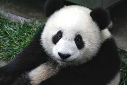 Panda Zoo Wildlife Cub Picture