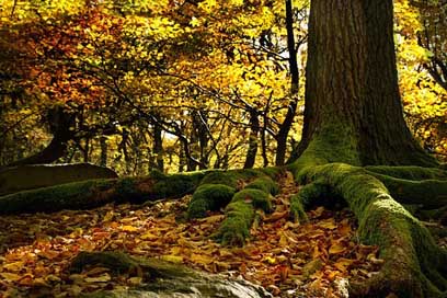 Roots Colors Leaves Beech-Forest Picture