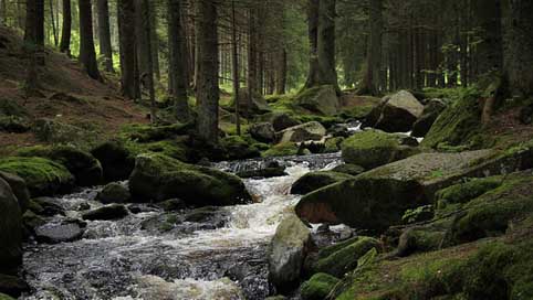 Forest The-Wildness umava Stream Picture