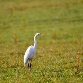 Egret Luxembourg Bird Nature Picture