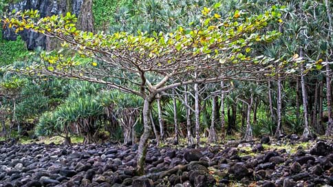 Tree Landscape Cold-Lava Reunion-Island Picture