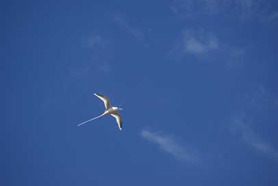 Bird Sky Endemic Paille-En-Queues Picture