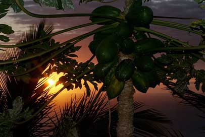 Reunion-Island Inflamed Evening Sunset Picture