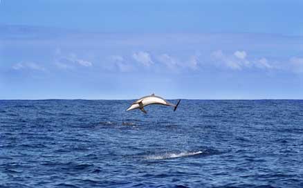 Dolphin Animals Indian-Ocean Sea Picture