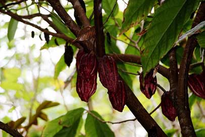 Cocoa Branches Leaf Nature Picture