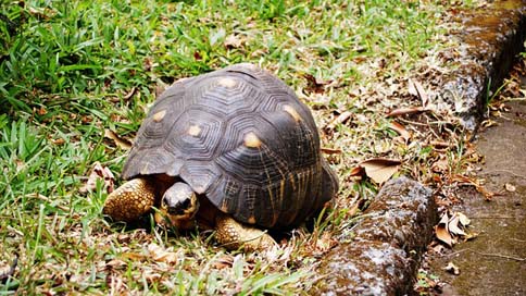 Turtle  Nature Reunion-Island Picture