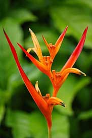 Bird-Of-Paradise Leaves Reunion-Island Flower Picture