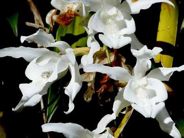 Orchid Nature Reunion-Island Flower Picture