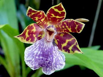 Orchid Nature Reunion-Island Flower Picture