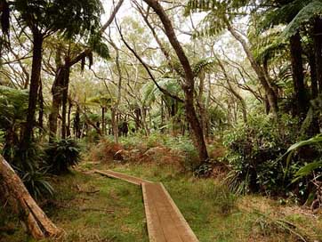 Primary-Forest  Reunion-Island Hiking Picture