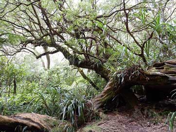 Primary-Forest  Reunion-Island Hiking Picture