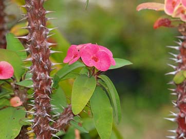 Thorns-Of-Christ  Reunion-Island Euphorbia-Milii Picture