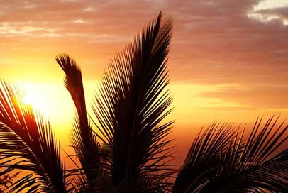 Palm Evening Sunset Reunion-Island Picture