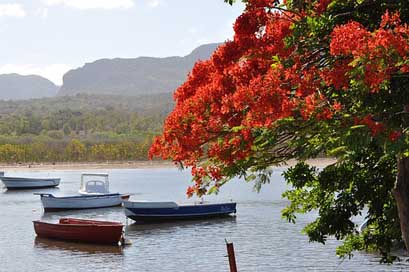 Nature Boats Tree Body-Of-Water Picture