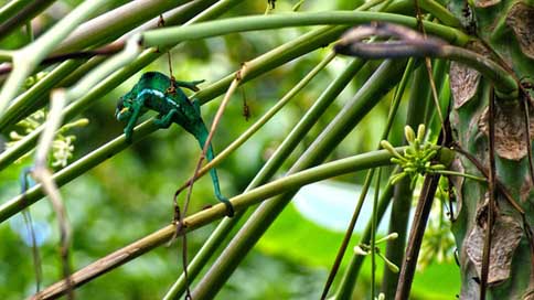 Chameleon Endemic Twigs Reunion-Island Picture