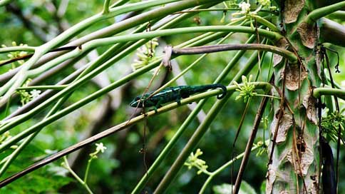 Chameleon Endemic Twigs Reunion-Island Picture