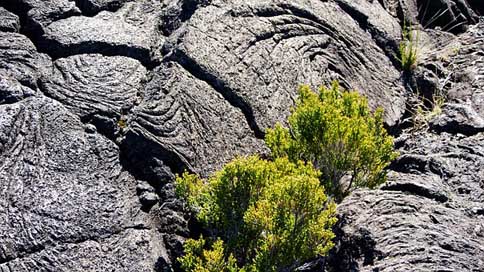 Lava-Flow Reunion-Island Volcano Bush Picture