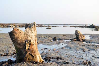 Coral Evening Beach Sea Picture