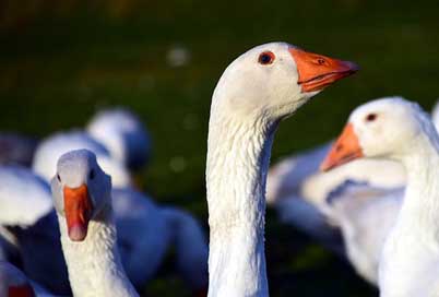 Goose Animal Bird St-Martin'S-Goose Picture