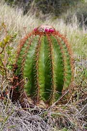 Cactus Travel Saint-Martin Island Picture