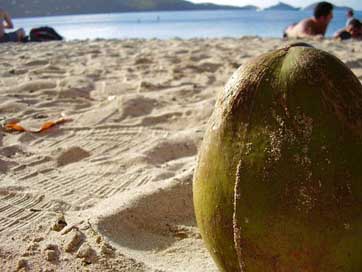 Coconut Beach Sand Close-Up Picture