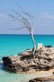 Tree Caribbean Sea Ocean Picture