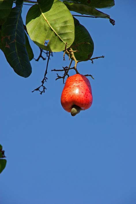  Fruit Suriname Cashew