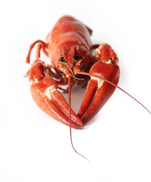 Seafood Red Crayfish-Party Canker