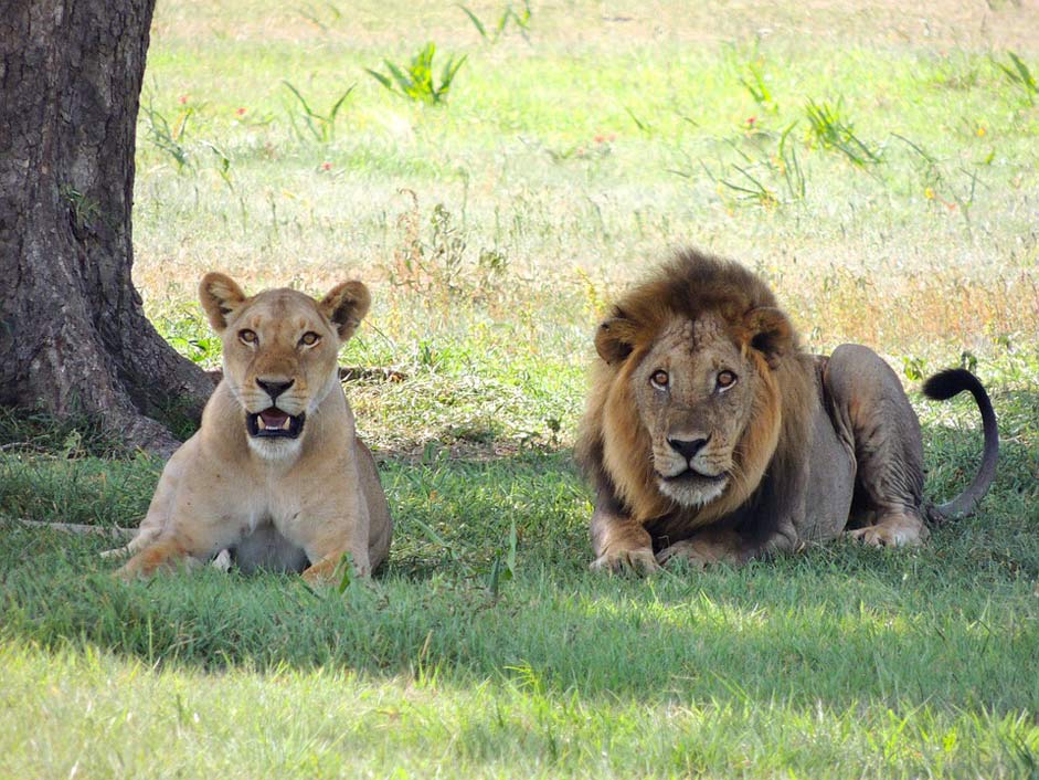 Female-Lions Male Animal Lions