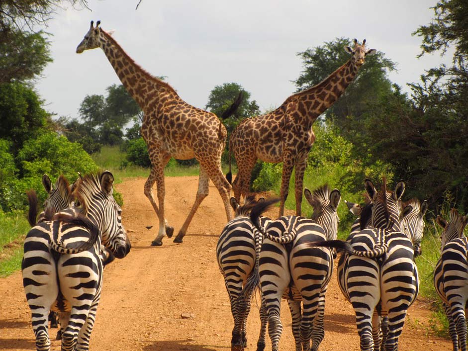 National Mikumi Tanzania Zebras