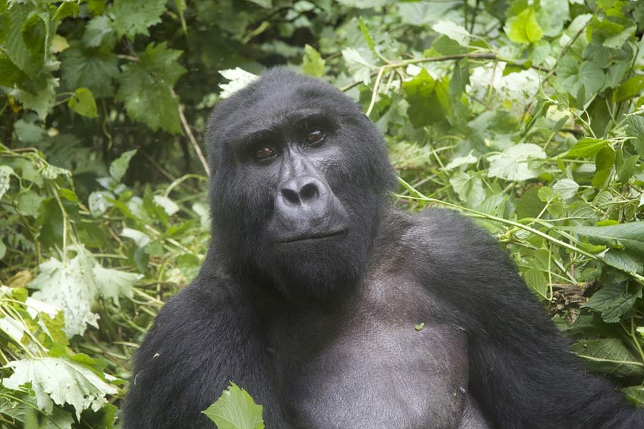 Posing Uganda Wildlife Gorilla