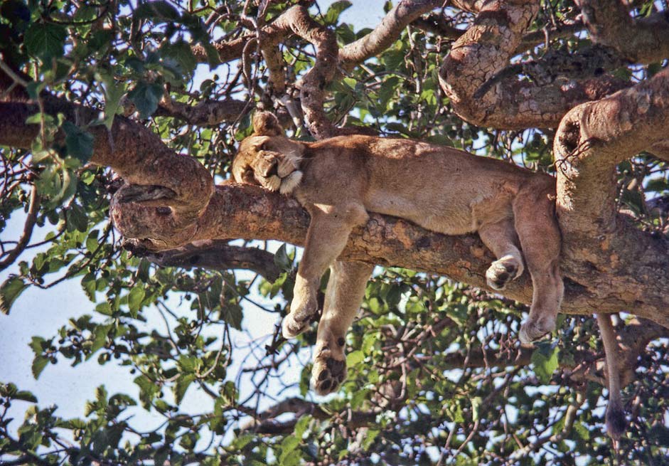 Tree Lion Ishasha Uganda