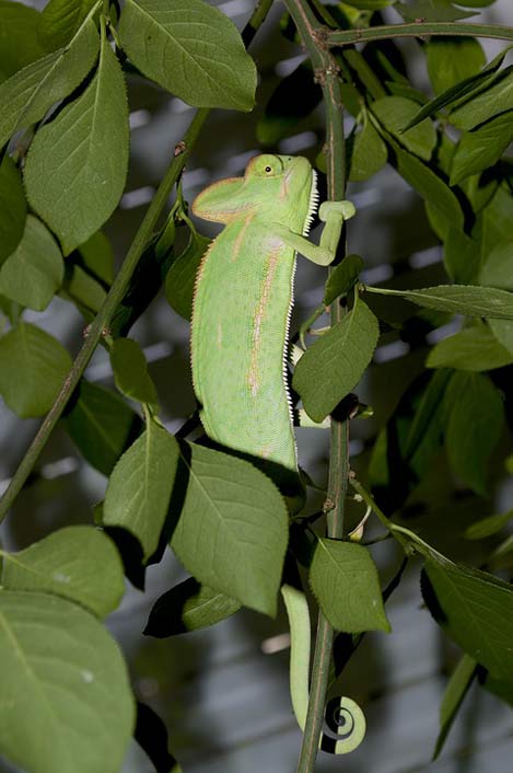 Common-Chameleon Leaves Camouflage Chameleon