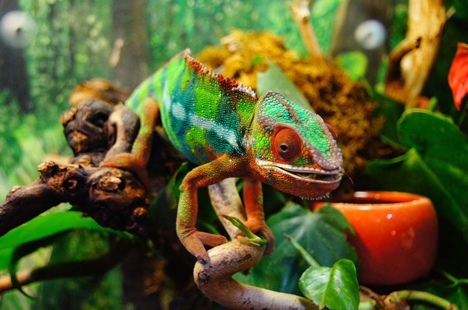 Reptile Yemen-Chameleon Colorful Chameleon