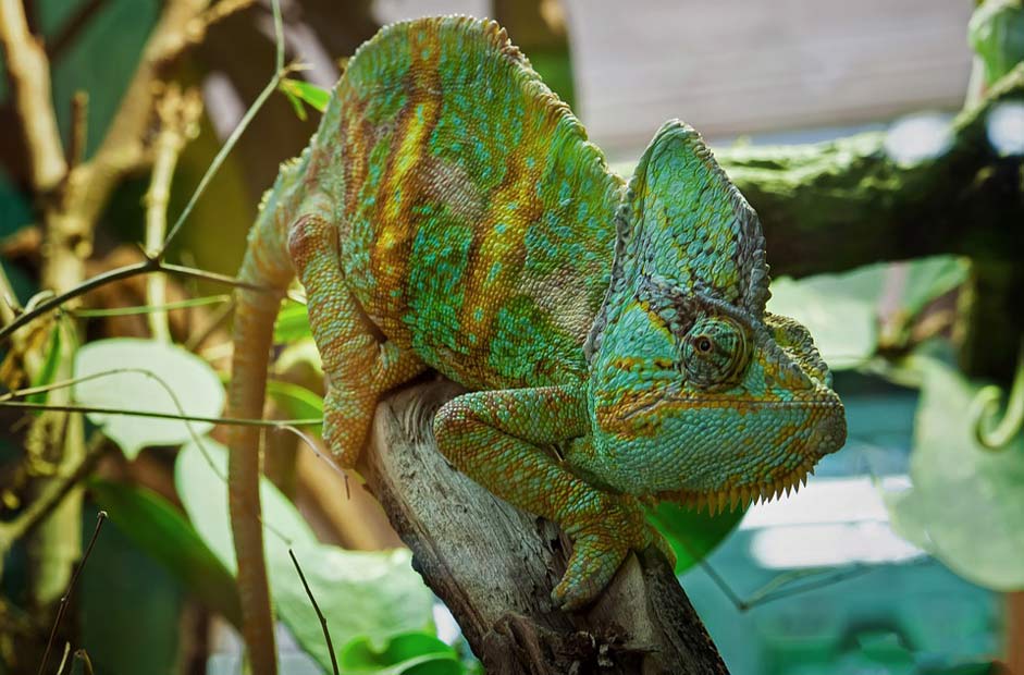 Animal Reptile Lizard Chameleon