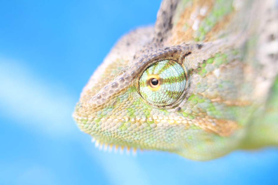 Reptile Yemen-Chameleon Chameleon Macro