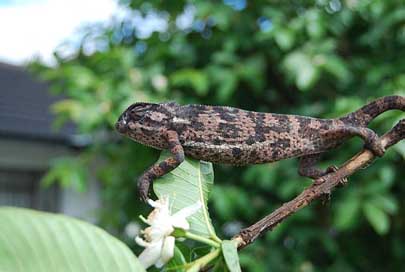 Chameleon Tree Nature Zimbabwe Picture