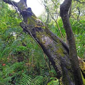 Rainforest Zimbabwe Jungle Tree Picture